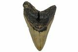 Fossil Megalodon Tooth - North Carolina #299023-1